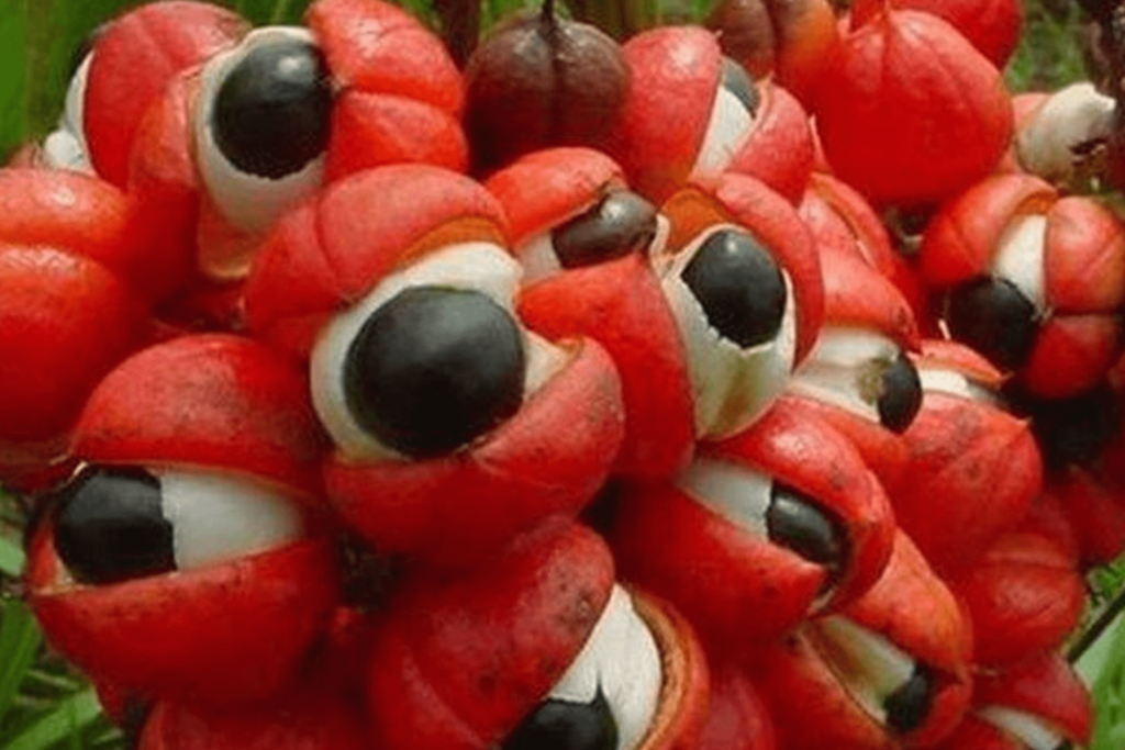 Guaraná – O que é? Para que serve?